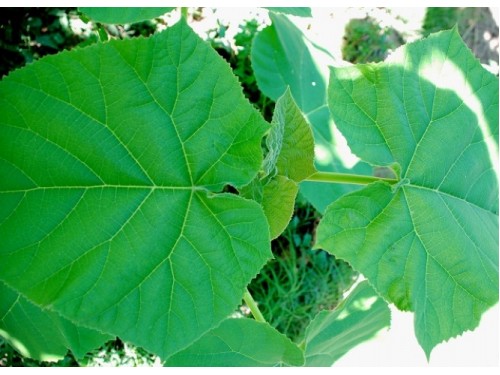 Paulownia tomentosa